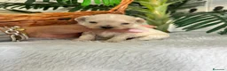 Maltipoo perros en venta: MALTIPOO COREANO  - Anuncio 7