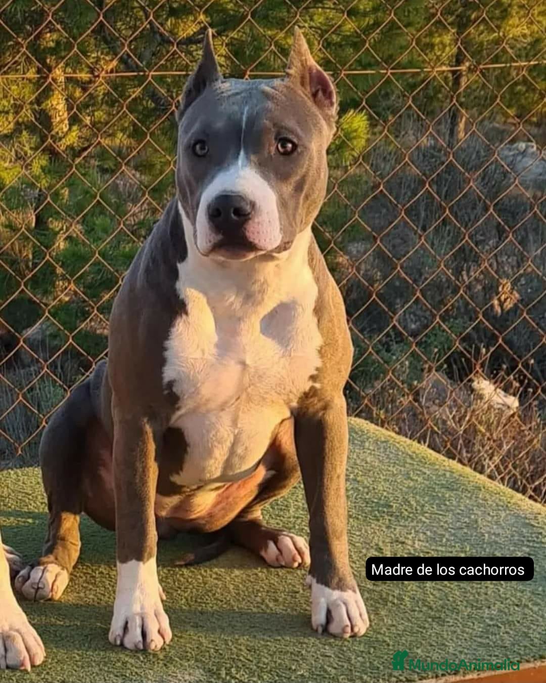 American Staffordshire-Terrier perros en venta: American Stanford  - Imagen 4