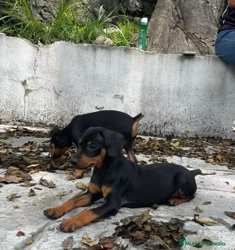 Pinscher Miniatura perros Pinscher toy !  - Anuncio 3