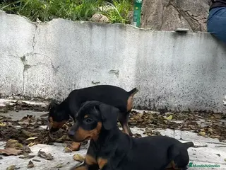 Pinscher Miniatura perros Pinscher toy ! - Anuncio 12