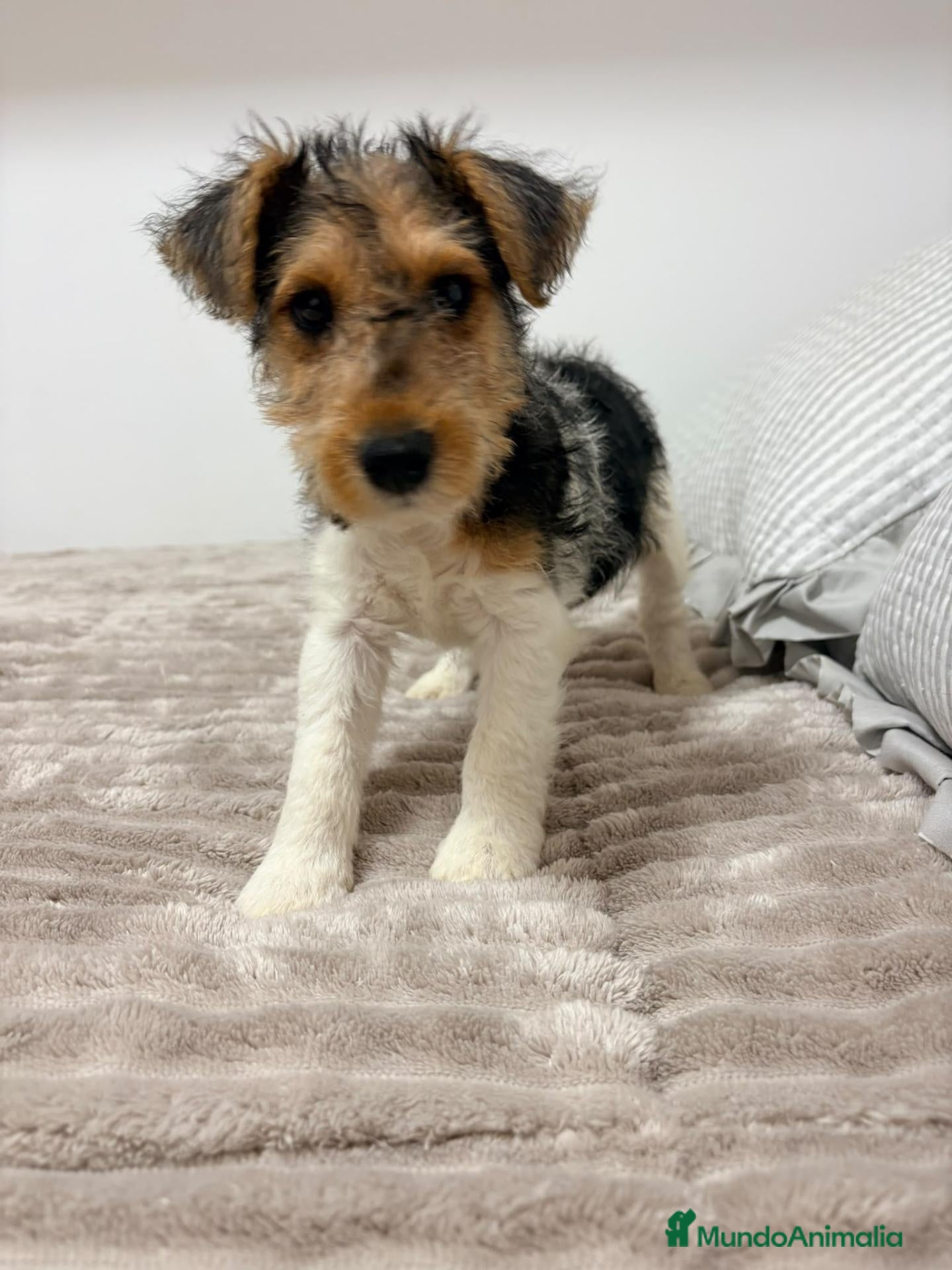 Fox Terrier de Pelo Duro perros Fox Terrier de pelo duro - Anuncio 1
