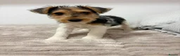 Fox Terrier de Pelo Duro perros en venta: Fox Terrier de pelo duro - Anuncio 1