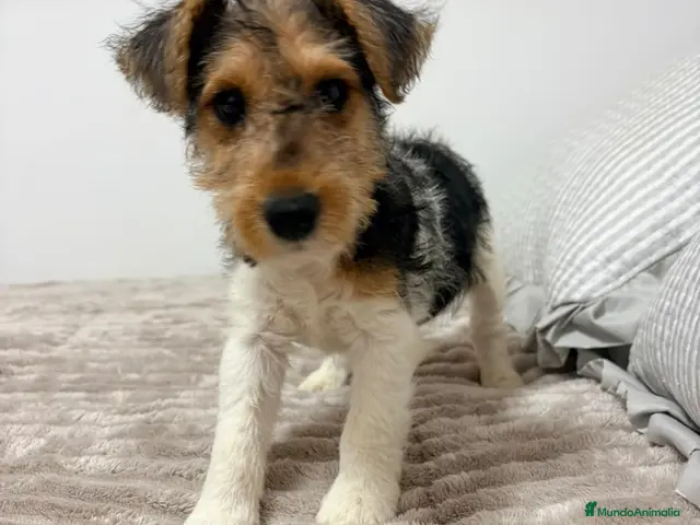 Fox Terrier de Pelo Duro perros Fox Terrier de pelo duro - Anuncio 1
