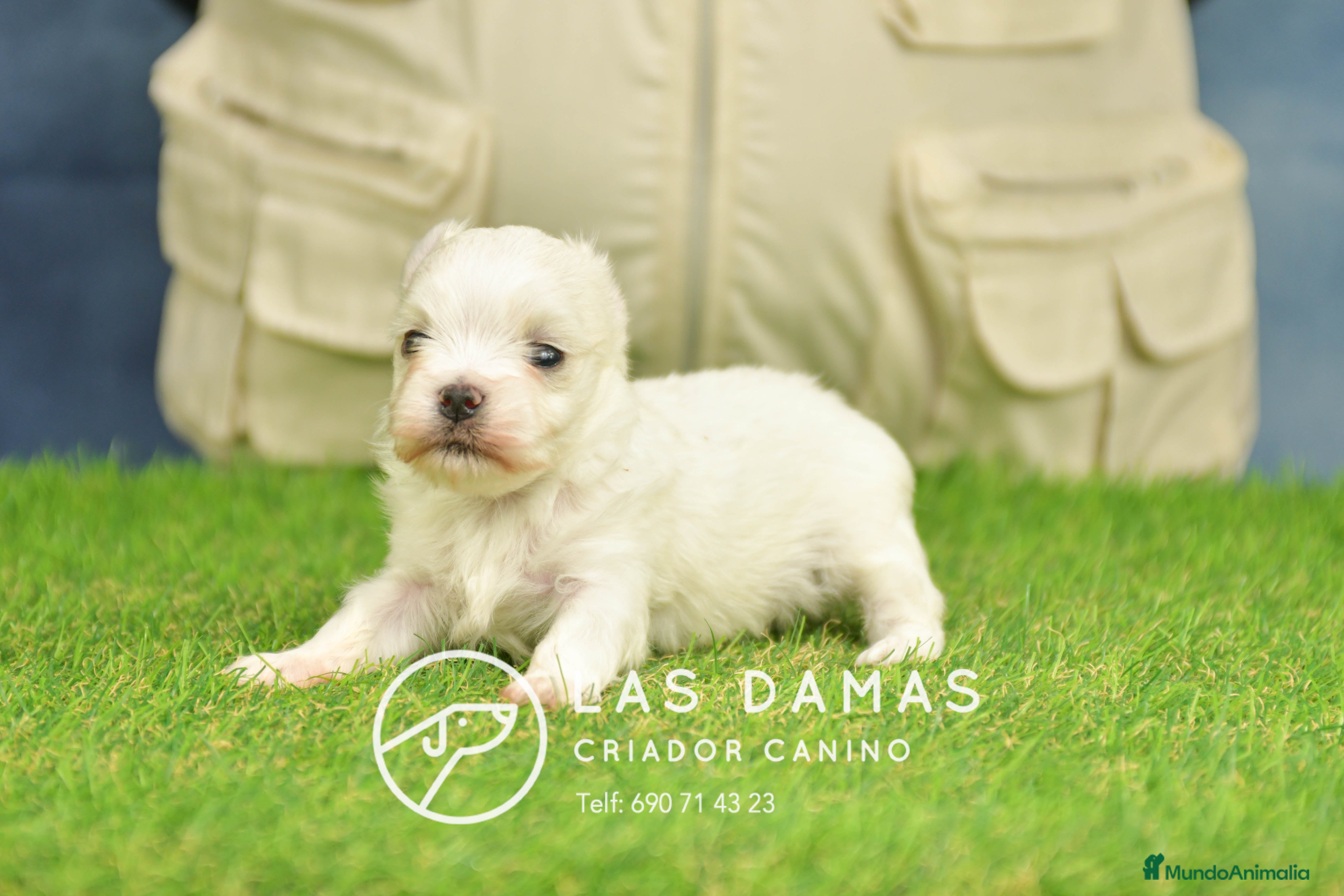 Bichón Maltés perros BICHÓN MALTÉS DISPONIBLE - Anuncio 24