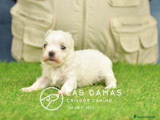 Bichón Maltés perros BICHÓN MALTÉS DISPONIBLE - Anuncio 6