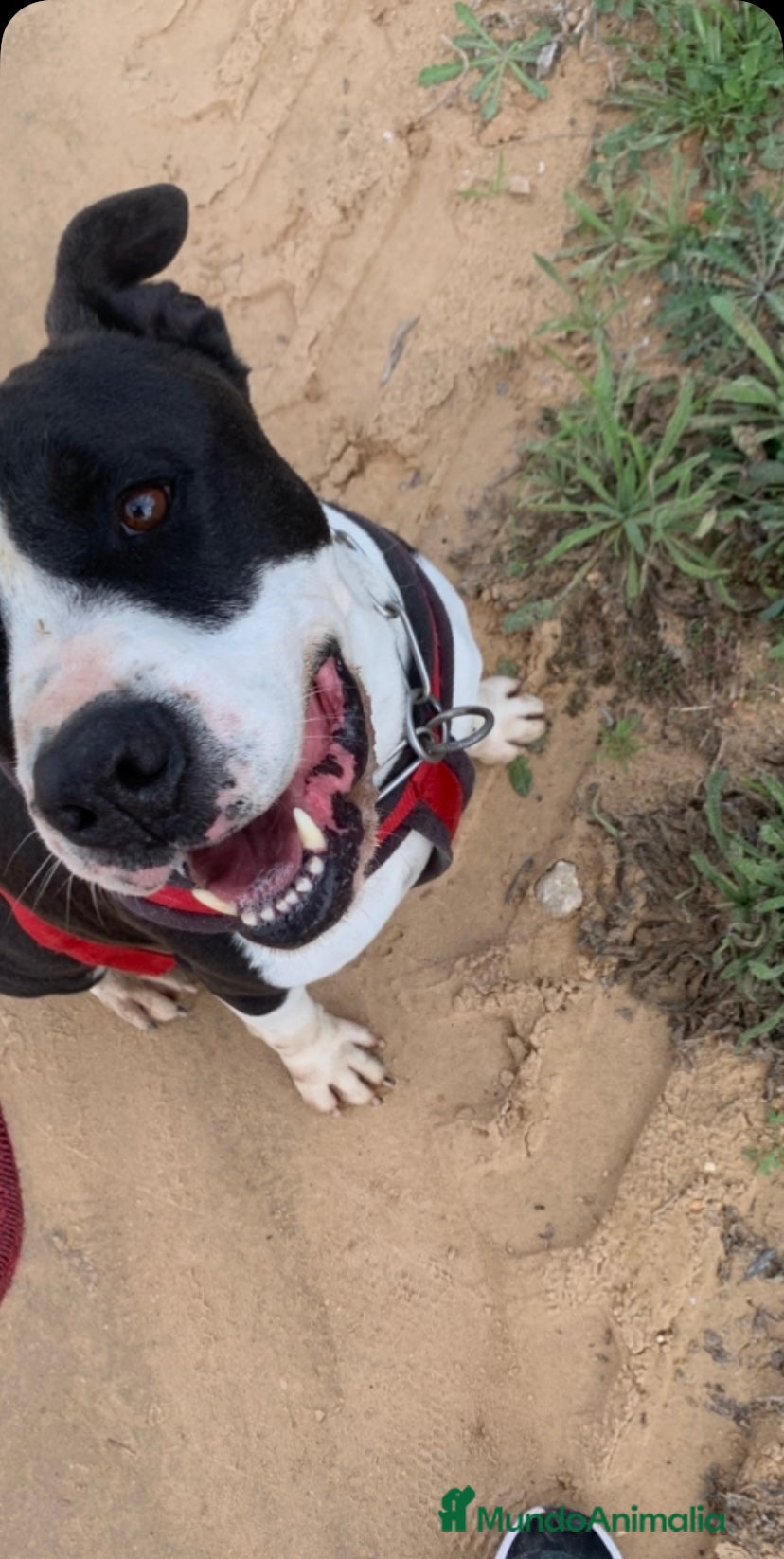 American Staffordshire-Terrier perros GULLIVER ❤️ en Adopción  - Anuncio 2