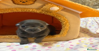Chihuahua perros - Anuncio 7