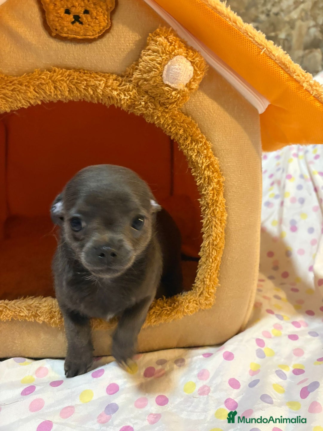 Chihuahua perros en venta: Chihuahua toy blue  - Imagen 3
