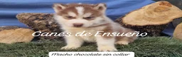 Husky Siberiano perros en venta: Husky siberianos - Anuncio 2