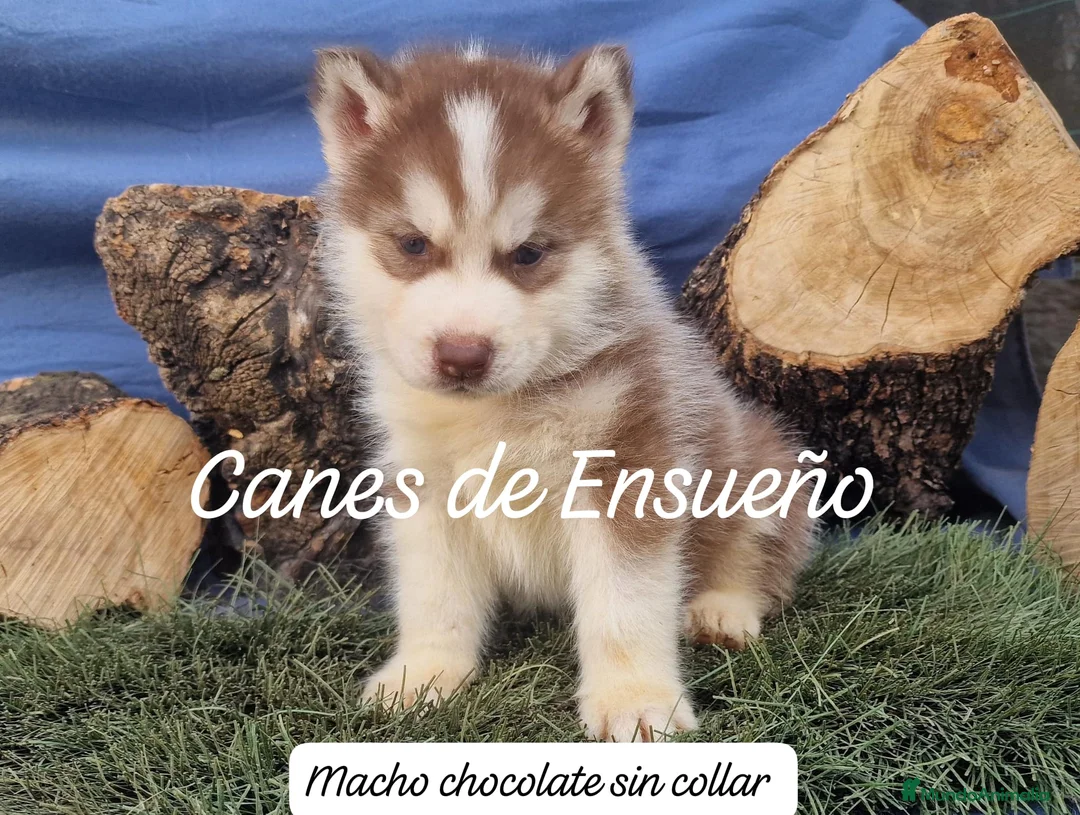 Husky Siberiano perros en venta: Husky siberianos - Anuncio 2