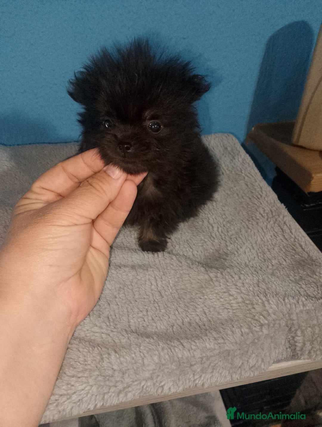 Pomerania perros en venta: Último pomerania toy listo para entregar  - Imagen 2