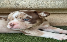 American Bully perros en venta: American Bully  - Imagen 4