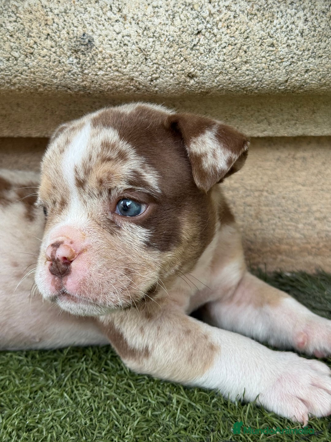 American Bully perros en venta: American Bully  - Imagen 4