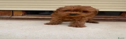 Caniche Toy perros en venta: Caniche Toy  - Anuncio 3