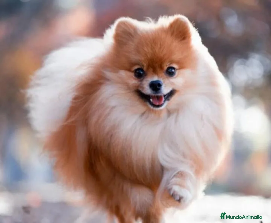 Pomerania perros en venta: Pomerania 616121781 - Anuncio 1