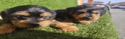 Yorkshire Terrier perros en venta: Cachorros Yorkshire terrier en Zaragoza - Anuncio 6