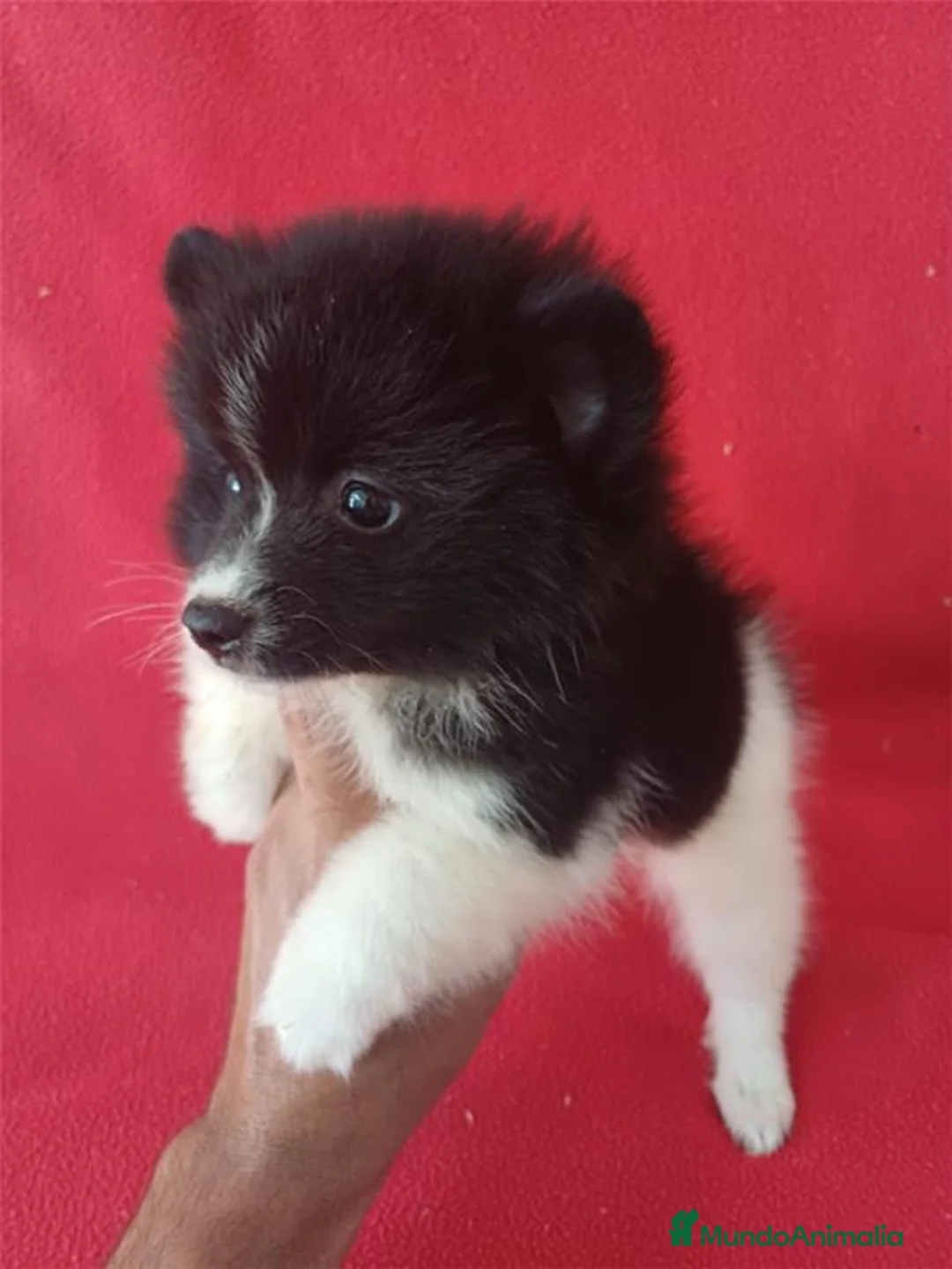 Pomerania perros en venta: Pomerania Panda  - Anuncio 2