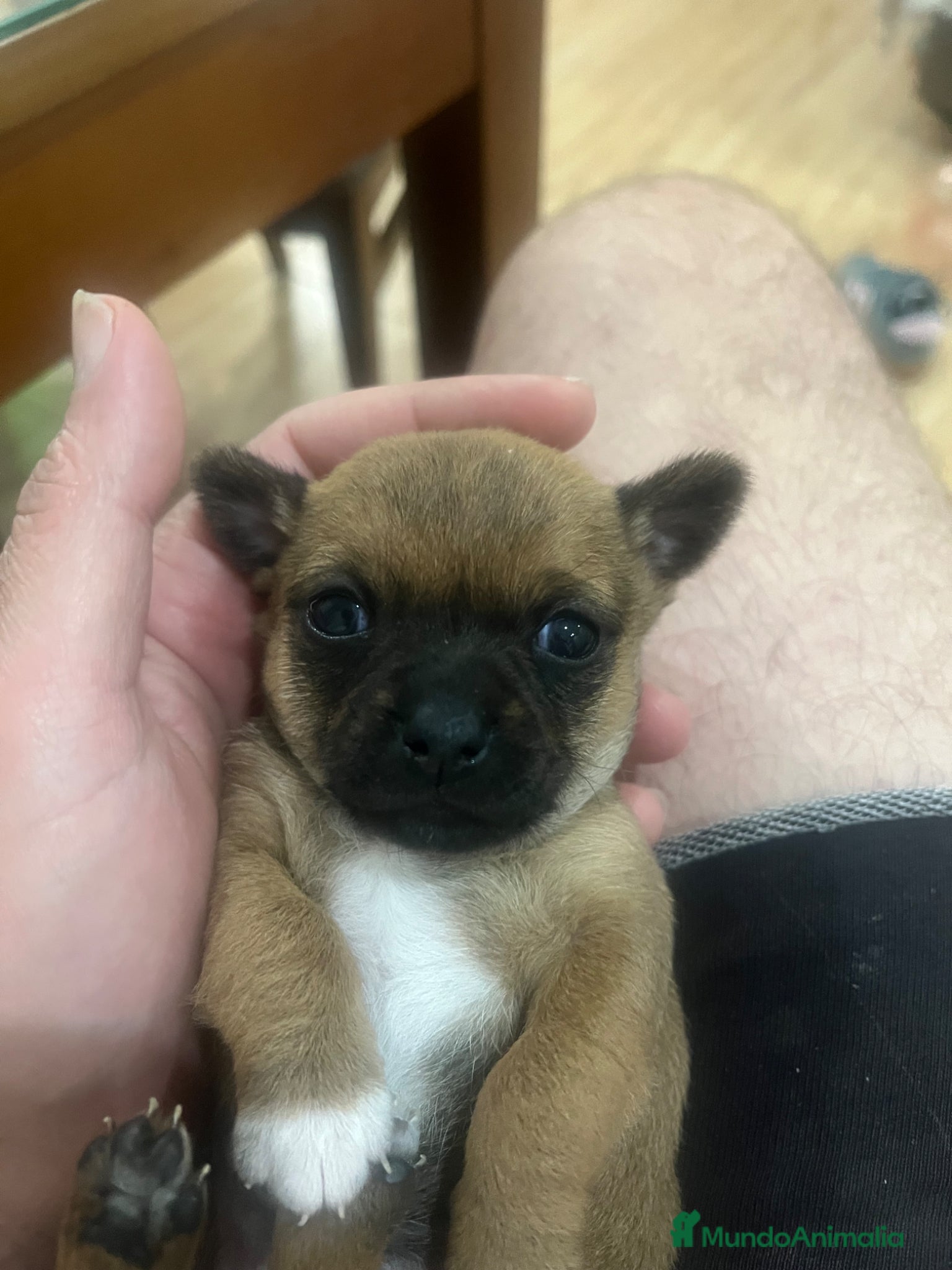 Chihuahua perros Chihuahua  - Anuncio 5