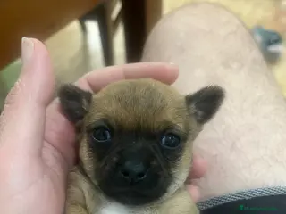 Chihuahua perros Chihuahua - Anuncio 5