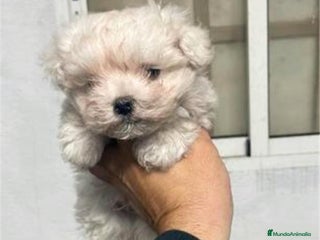Bichón Maltés perros - Anuncio 1
