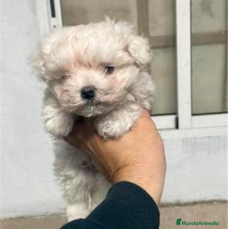 Bichón Maltés perros - Anuncio 1
