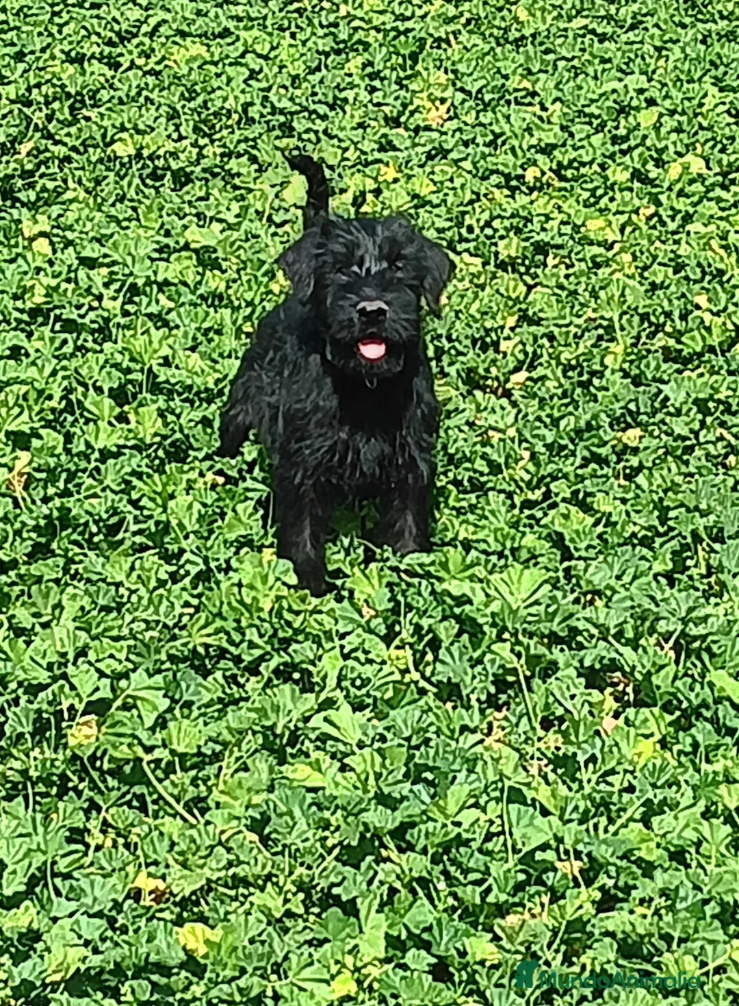 Schnauzer Gigante perros en venta: SchnauzerGiganteMachos - Anuncio 1