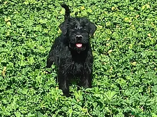 Schnauzer Gigante perros SchnauzerGiganteMachos - Anuncio 1