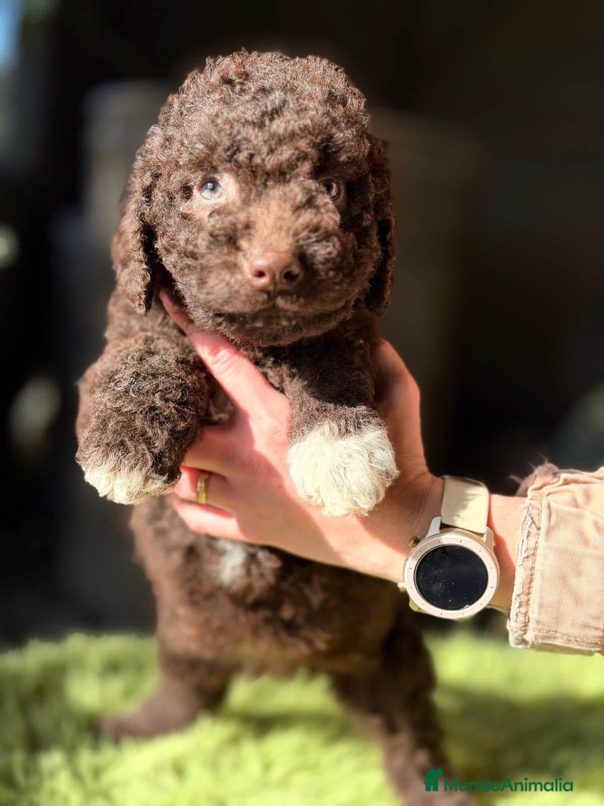 Perro de Agua Español perros PERRO DE AGUA ESPAÑOL CHOCOLATE  - Anuncio 3