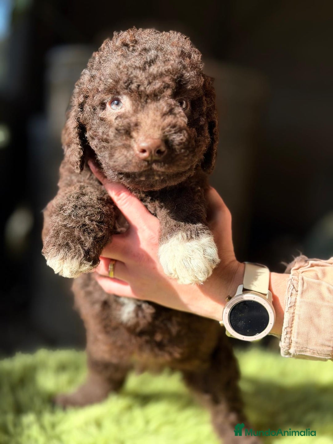 Perro de Agua Español perros en venta: PERRO DE AGUA ESPAÑOL CHOCOLATE  - Anuncio 1