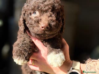 Perro de Agua Español perros PERRO DE AGUA ESPAÑOL CHOCOLATE - Anuncio 3