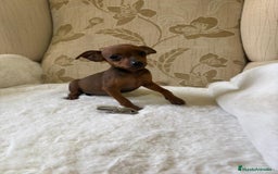 Pinscher Miniatura perros en venta: Pinscher Miniatura cachorros de ensueño - Imagen 16