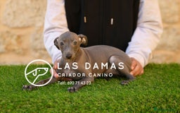 Pequeño Lebrel Italiano perros en venta: Piccolo lebrel italiano - Imagen 4