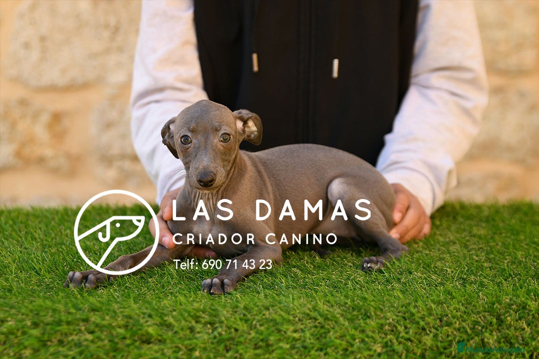 Pequeño Lebrel Italiano perros en venta: Piccolo lebrel italiano - Imagen 4