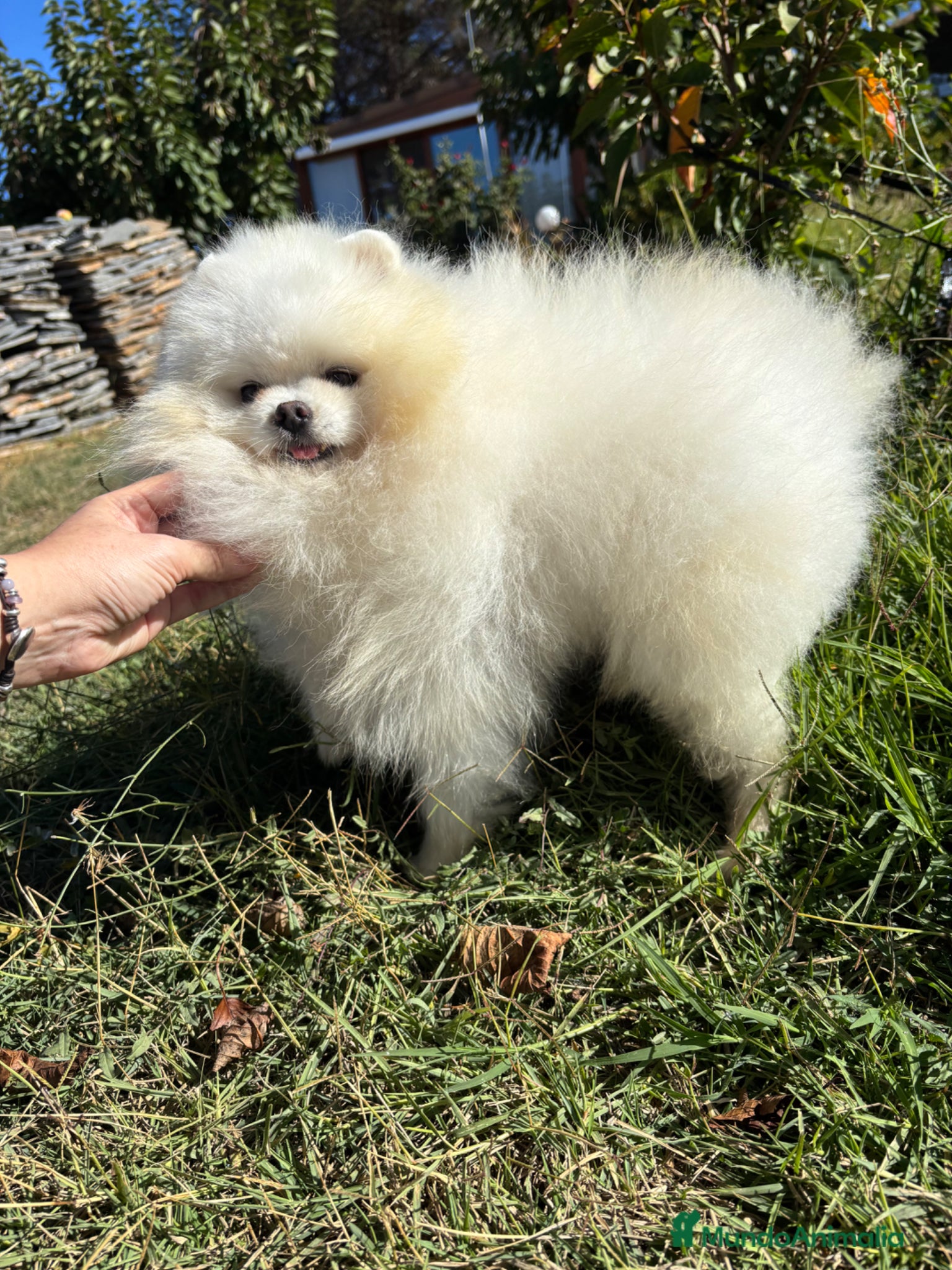 Pomerania perros Pomerania Toy (lulu de Pomerania ) - Anuncio 1