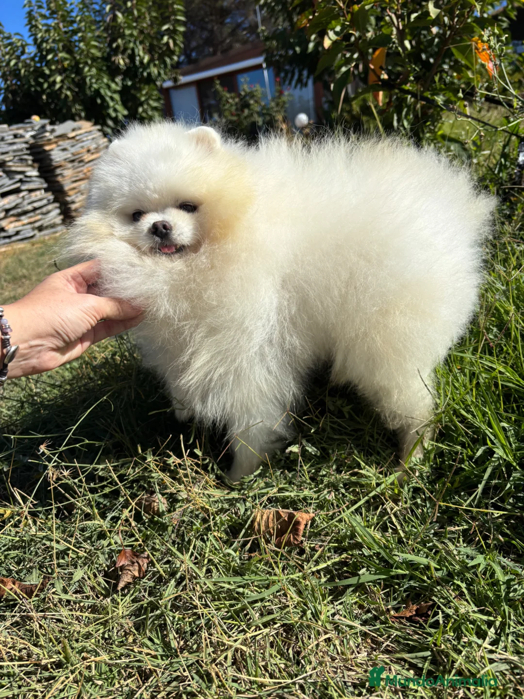 Pomerania perros en venta: Pomerania Toy (lulu de Pomerania ) - Anuncio 1