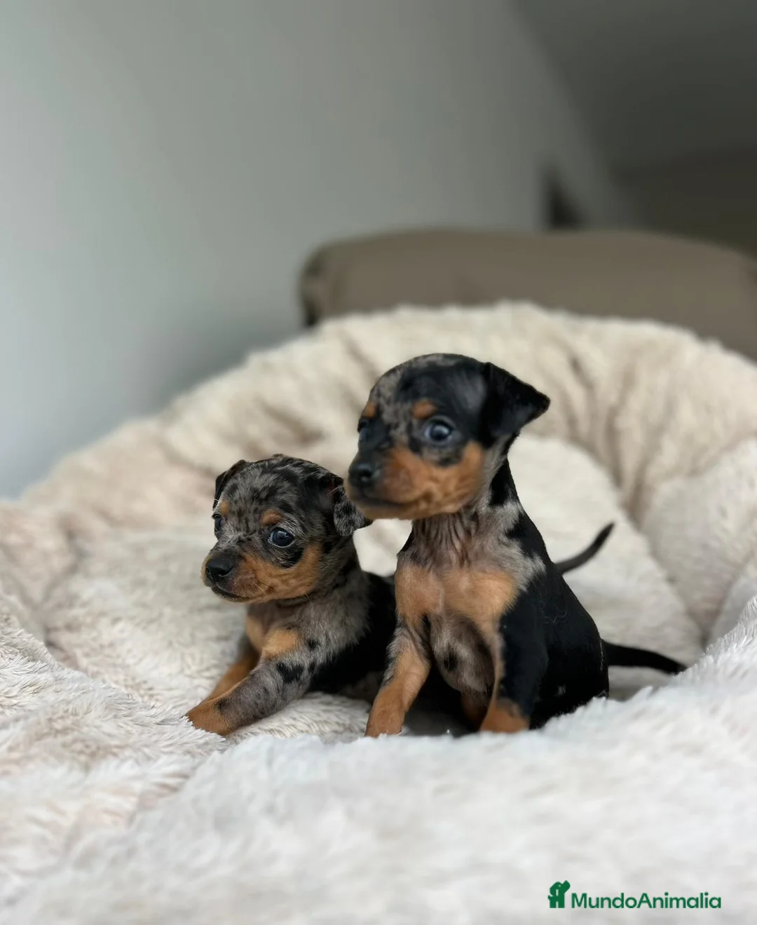 Ratón de Praga perros en venta: Ratón de praga - Anuncio 5