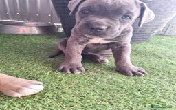 Cane Corso perros en venta: Cane corso  - Imagen 2
