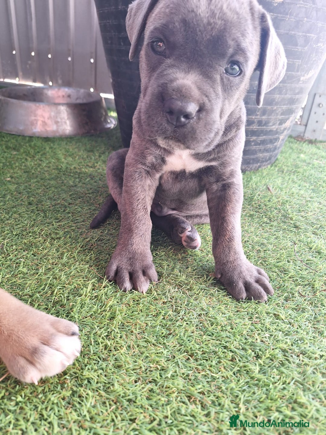 Cane Corso perros en venta: Cane corso  - Imagen 2