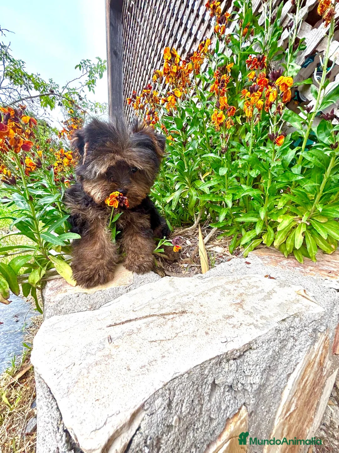 Yorkshire Terrier perros en venta: Yorkshire listo para entregar!!! - Anuncio 2