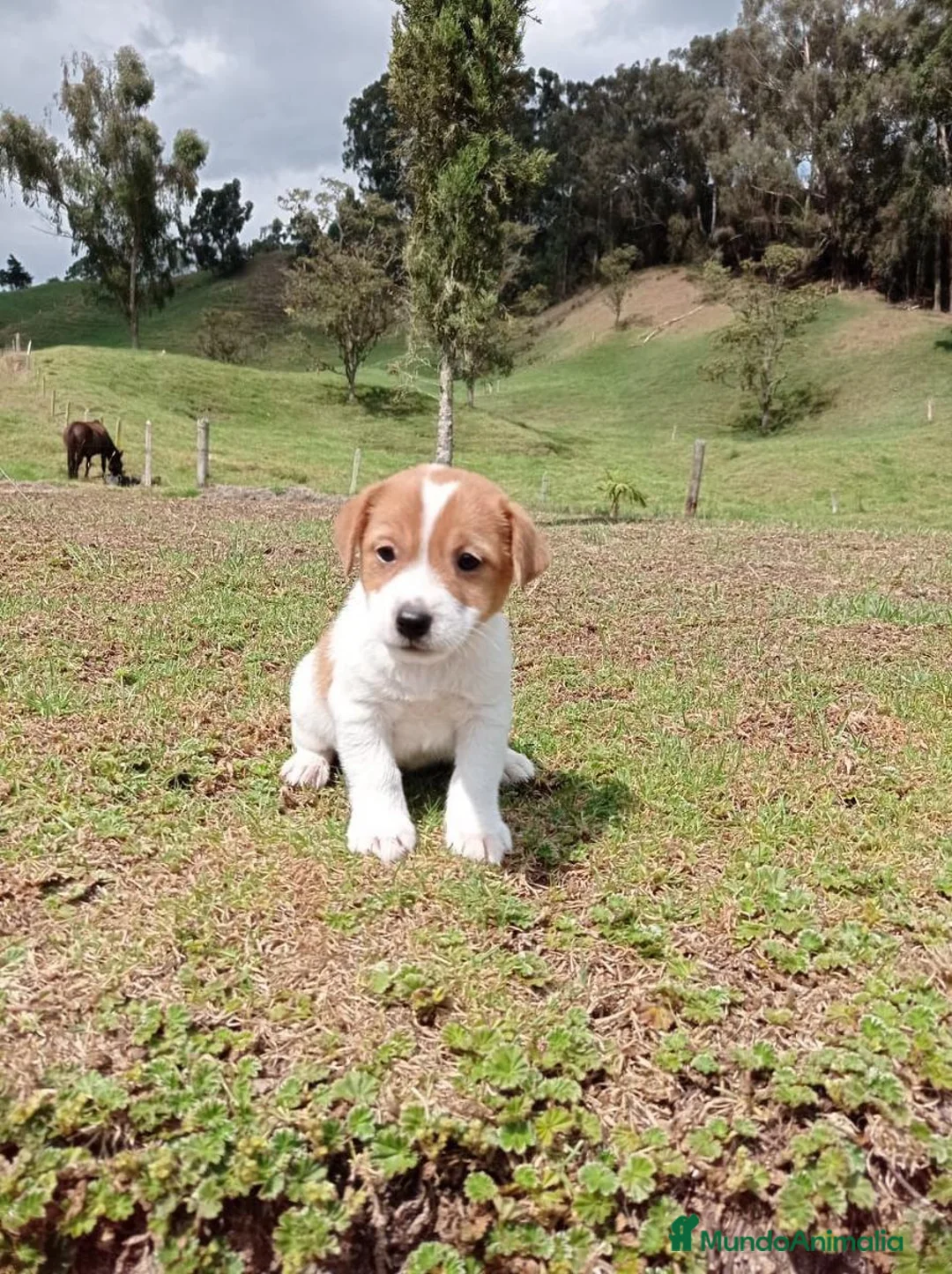Jack Russell Terrier perros en venta: Cachorrillos Jack Russell Terrier !! - Anuncio 1