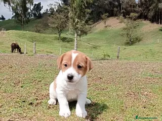 Jack Russell Terrier perros Cachorrillos Jack Russell Terrier !! - Anuncio 5