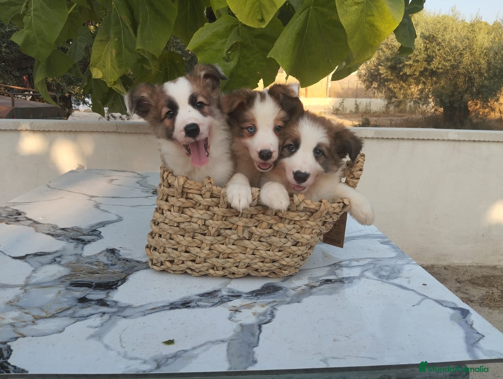 Border Collie perros Gran camada de Border Collie - Anuncio 1