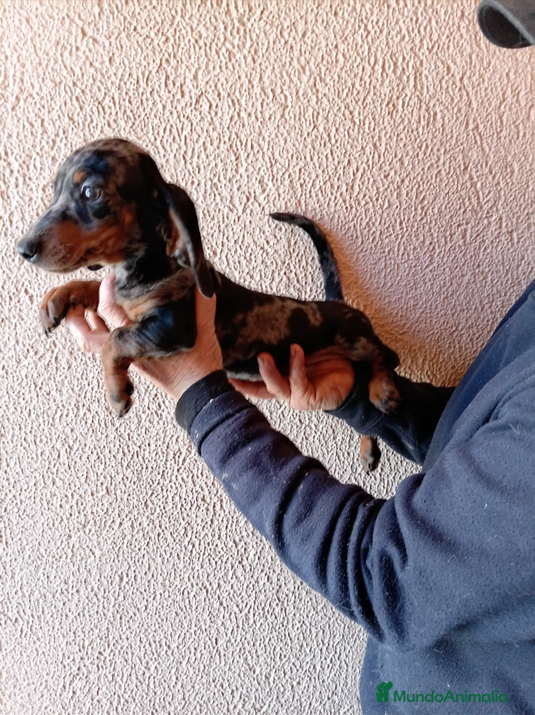 Teckel Miniatura perros en venta: Teckel mini - Anuncio 2