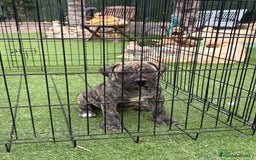 Dogo Canario perros en venta: Cachorros de presa  - Imagen 2