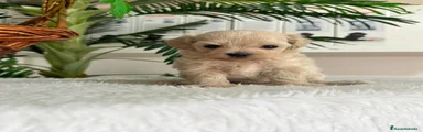 Maltipoo 1