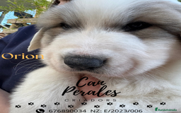 Perro de Montaña de los Pirineos perros en venta: PRECIOSOS CACHORROS DE LOS PIRINEOS - Imagen 1