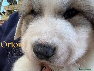 Perro de Montaña de los Pirineos perros - Anuncio 1