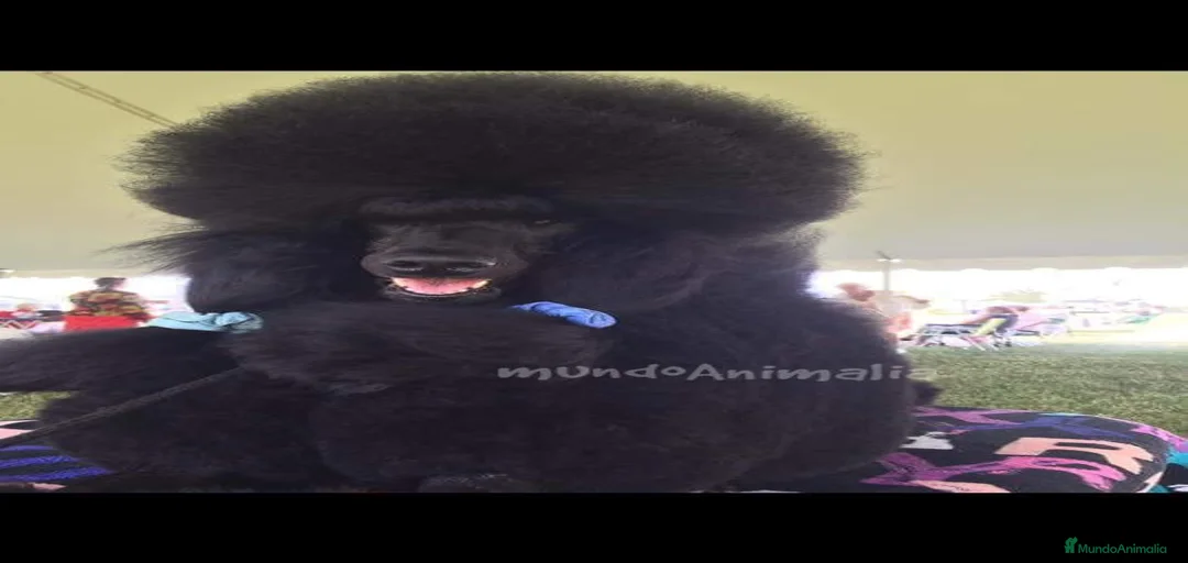 Imagen de galería {{count}}