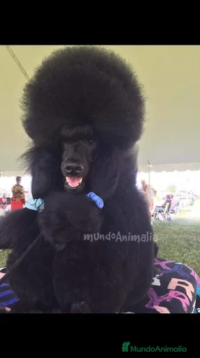 Imagen de galería {{count}}