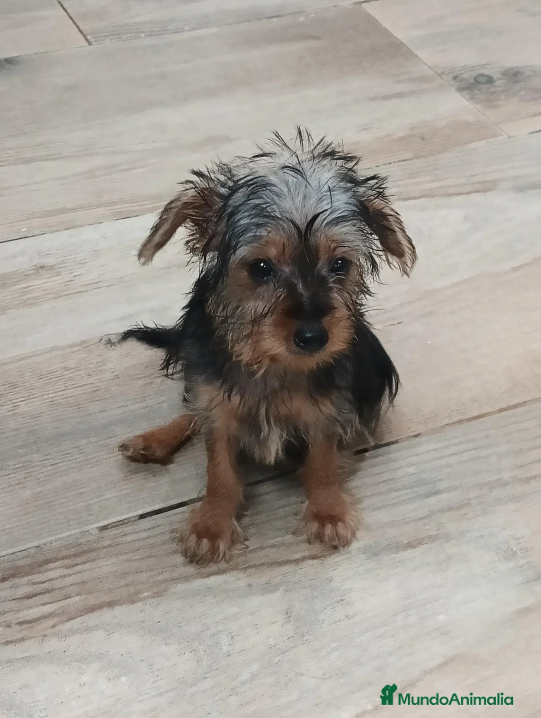 Yorkshire Terrier perros en venta: Yorkshire toy - Anuncio 2